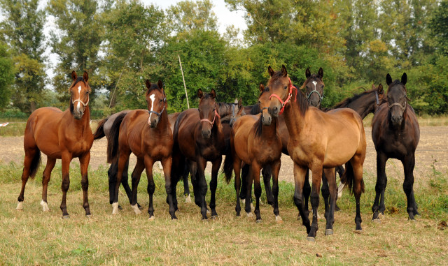 Jhrlingshengste in Schplitz - copyright Beate Langels, Trakehner 
Gestt Hmelschenburg