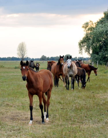  Trakehner Stutfohlen von Oliver Twist u.d. Teatime v. Summertime  - Foto: Beate Langels