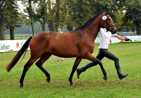 Katniss Everdeen von Saint Cyr u.d. Pr.u.StPrSt. Karena v. Freudenfest, Foto: Beate Langels- Trakehner Gestt Hmelschenburg