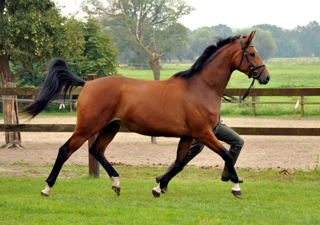 Trakehner Stute GALATEA von Syriano u.d. Pr.St. Gracia Patricia II v. Alter Fritz - Gestt Schplitz - Foto: Beate Langels