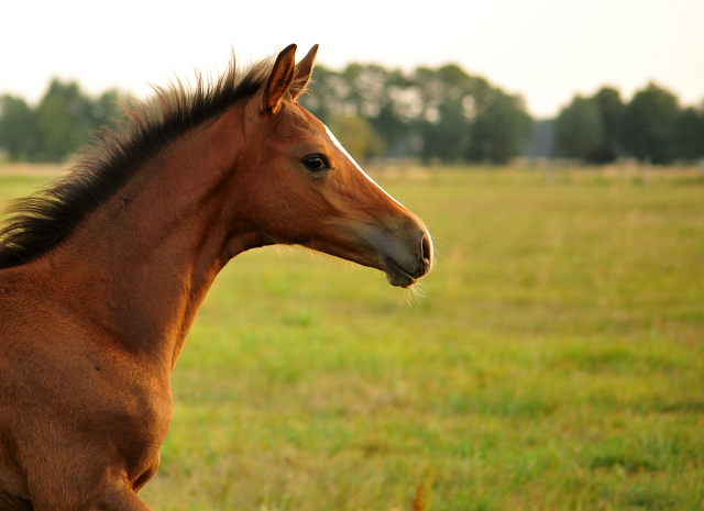 Schwalbenaura - Trakehner Stutfohlen von Kacyro u.d. Schwalbensage v. Grand Corazn
 - Trakehner Gestt Hmelschenburg - Beate Langels