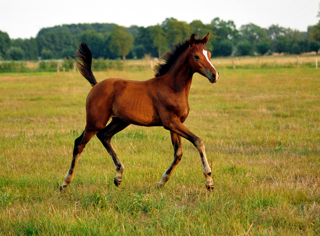 Schwalbenaura - Trakehner Stutfohlen von Kacyro u.d. Schwalbensage v. Grand Corazn
 - Trakehner Gestt Hmelschenburg - Beate Langels