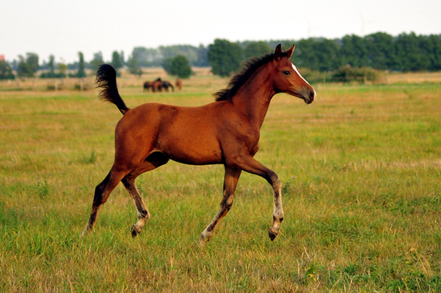 Schwalbenaura - Trakehner Stutfohlen von Kacyro u.d. Schwalbensage v. Grand Corazn
 - Trakehner Gestt Hmelschenburg - Beate Langels