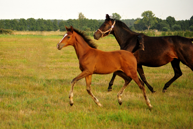 Schwalbenaura - Trakehner Stutfohlen von Kacyro u.d. Schwalbensage v. Grand Corazn
 - Trakehner Gestt Hmelschenburg - Beate Langels