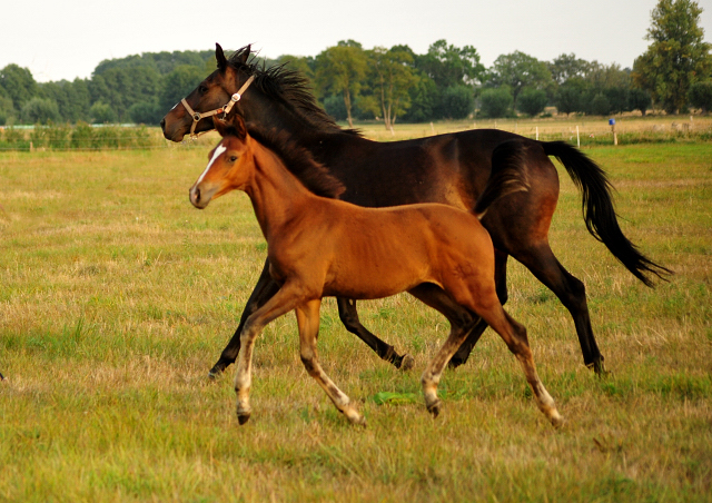 Schwalbenaura - Trakehner Stutfohlen von Kacyro u.d. Schwalbensage v. Grand Corazn
 - Trakehner Gestt Hmelschenburg - Beate Langels