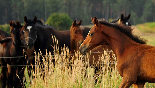 Schwalbenaura - Trakehner Stutfohlen von Kacyro u.d. Schwalbensage v. Grand Corazn
 - Trakehner Gestt Hmelschenburg - Beate Langels