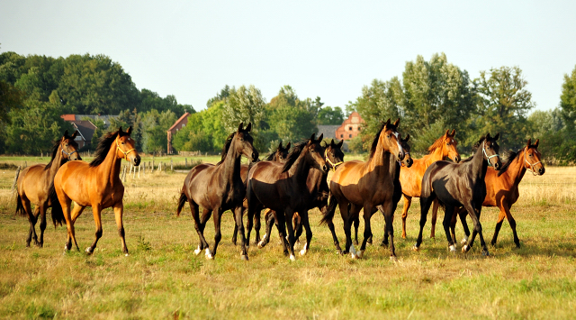 Stute von Honor du Soir u.d. Karena im Gestt Schplitz im August 2018 - Foto: Beate Langels