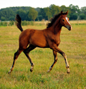 September - Impressionen - Trakehner Gestt Hmelschenburg 2018 - Foto: Beate Langels