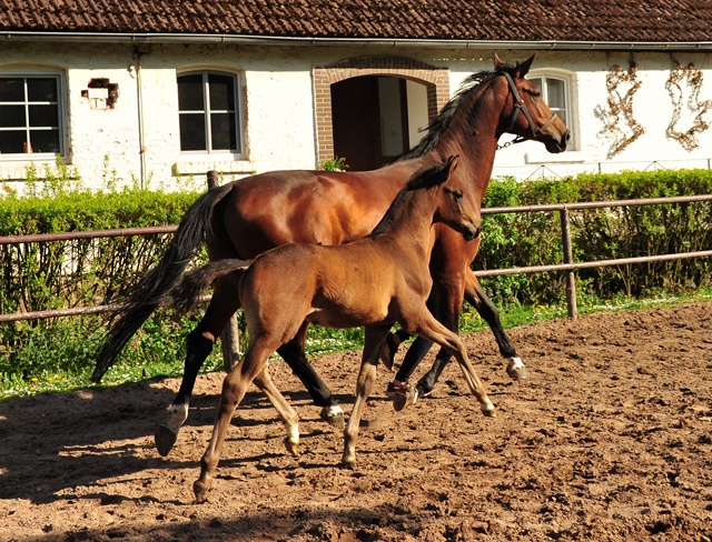 Schwalbenland und ihr Sohn von Saint Cyr am 9. Mai 2021 - Foto: Beate Langels - 
Trakehner Gestt Hmelschenburg