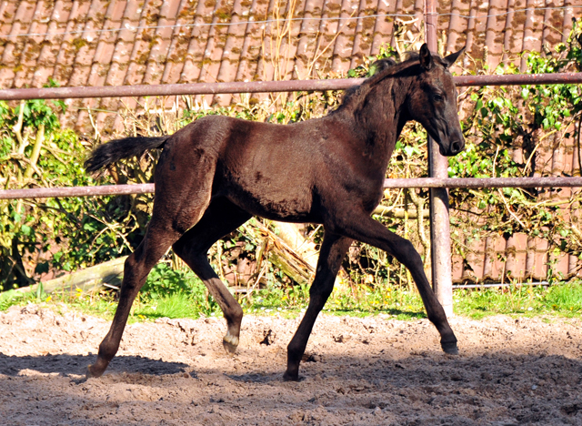 Stutfohlen von San Amour u.d. Schwalbendiva v. Totilas - 9. Mai 2021 - Foto: Beate Langels - 
Trakehner Gestt Hmelschenburg