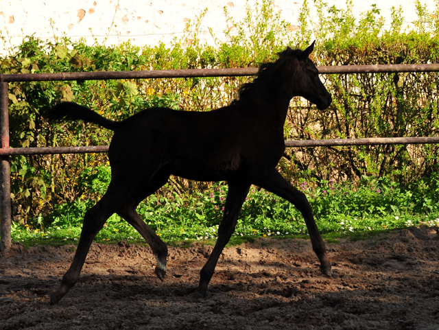 Stutfohlen von San Amour u.d. Schwalbendiva v. Totilas - 9. Mai 2021 - Foto: Beate Langels - 
Trakehner Gestt Hmelschenburg