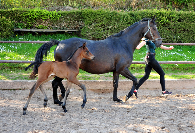 3 Tage alt: Stutfohlen von His Moment u.d. Valentine v. High Motion - 
Trakehner Gestt Hmelschenburg - Foto: Beate Langels