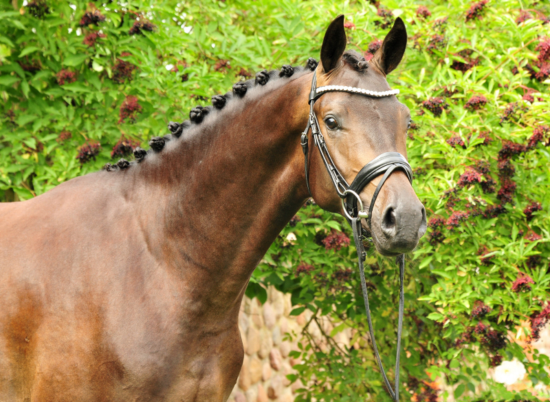 Impact von Millenium u.d. Pr.St. Impatie v. Vivus, Foto: Beate Langels