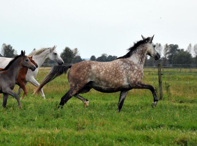 Teatime v. Summertime - Fototermin in Schplitz  - Foto: Beate Langels - Trakehner Gestt Hmelschenburg