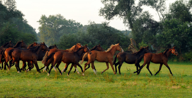 Die Jährlingshengste im Gestüt Schäplitz - September 2015 - Foto Beate Langels - Gestüt Hämelschenburg