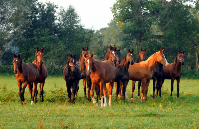 Die Jährlingshengste im Gestüt Schäplitz - September 2015 - Foto Beate Langels - Gestüt Hämelschenburg