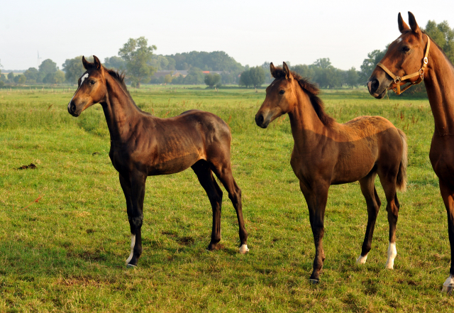 Stuten und Fohlen im Gestüt Schäplitz - September 2015 - Foto Beate Langels - Gestüt Hämelschenburg