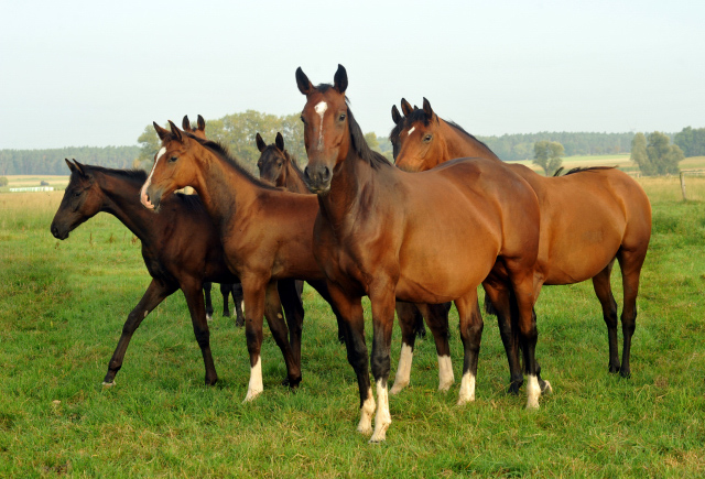 Stuten und Fohlen im Gestüt Schäplitz - September 2015 - Foto Beate Langels - Gestüt Hämelschenburg