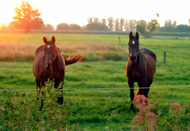 Elitestute Gloriette und Schamar im Gestt Schplitz - September 2015 - Foto Beate Langels - Gestt Hmelschenburg