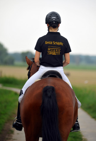 Trakehner Prämienstute Schwalbenpoesie von Exclusiv u.d. Schwalbenfee v. Freudenfest, Foto Beate Langels