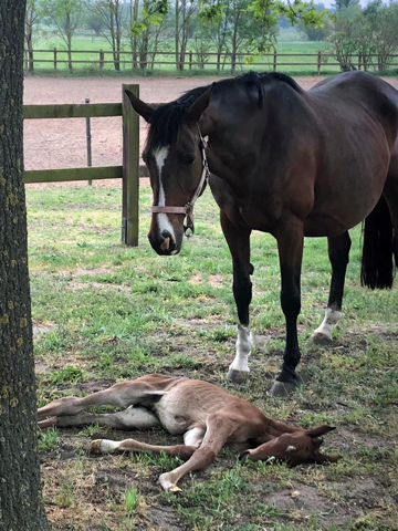 Trakehner Hengstfohlen von Zauberdeyk u.d. Karalina v. Exclusiv