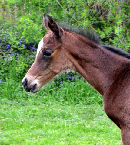 Trakehner Stutfohlen von High Motion u.d. Sacre d'Elysee v. Exclusiv - copyright Sabine Langels, Trakehner 
Gestt Hmelschenburg