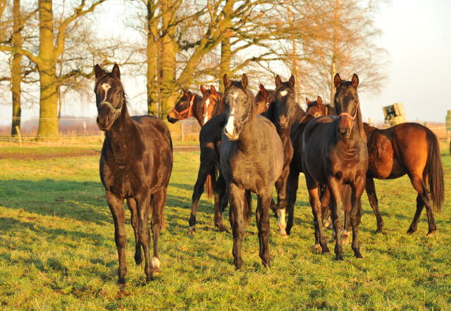 Jhrlingshengste im Gestt Schplitz - Foto: Beate Langels