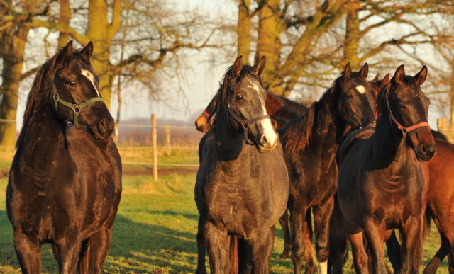 Jhrlingshengste im Gestt Schplitz - Foto: Beate Langels