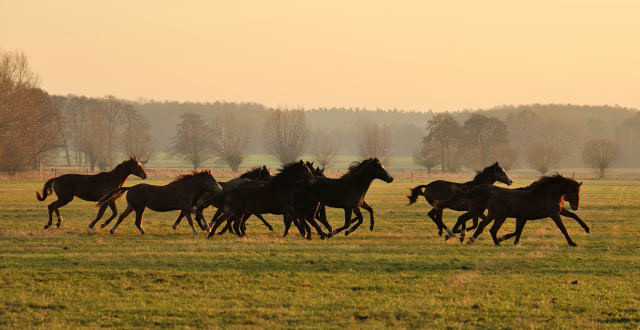Jhrlingshengste im Gestt Schplitz - Foto: Beate Langels