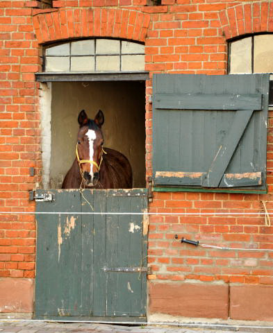 Gestt Schplitz - Foto: Beate Langels