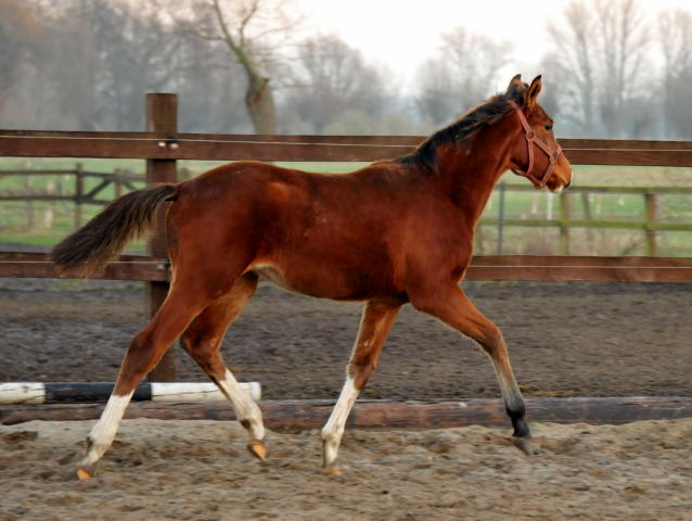 Stutfohlen von Freudenfest u.d. Val de Vienne v. Exclusiv - im Gestt Schplitz - Foto: Beate Langels