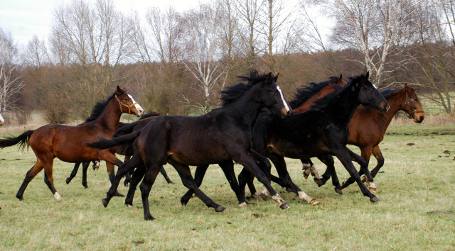 Jhrlingshengste im Gestt Schplitz - Foto: Richard Langels