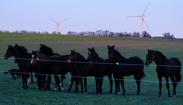 Jhrlingshengste im Gestt Schplitz - Foto: Richard Langels