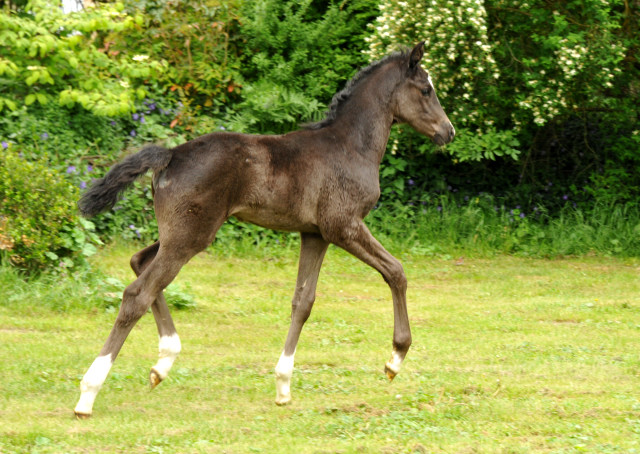 Hengstfohlen von Imhotep u.d. Gracia Patricia v. Alter Fritz u.d. Elitestute Gloriette v. Kostolany - Foto: Richard Langels - Gestt Hmelschenburg