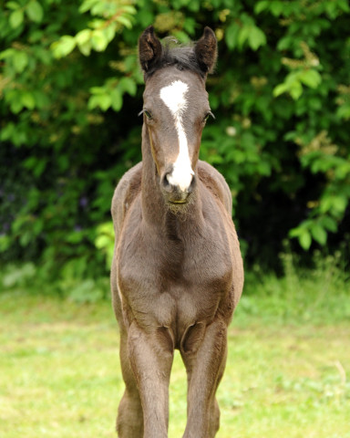 Hengstfohlen von Imhotep u.d. Gracia Patricia v. Alter Fritz u.d. Elitestute Gloriette v. Kostolany - Foto: Richard Langels - Gestt Hmelschenburg