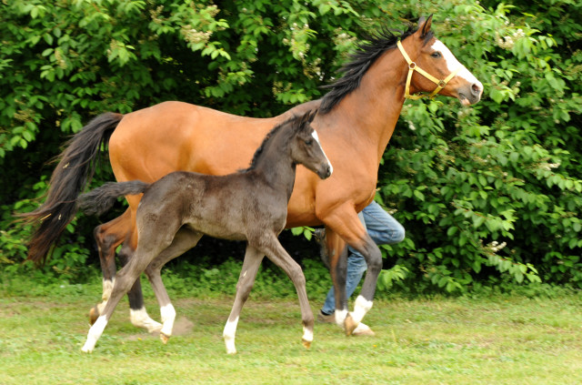 Hengstfohlen von Imhotep u.d. Gracia Patricia v. Alter Fritz u.d. Elitestute Gloriette v. Kostolany - Foto: Richard Langels - Gestt Hmelschenburg