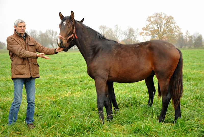 Jhrlingshengst von Exclusiv u.d. Schwalbenfee v. Freudenfest - Foto: Beate Langels - Trakehner Gestt Hmelschenburg