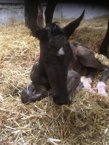 Stutfohlen von Escolar u.d. Schwalbenfee v. Freudenfest - im Gestt Schplitz  - Foto: Langels