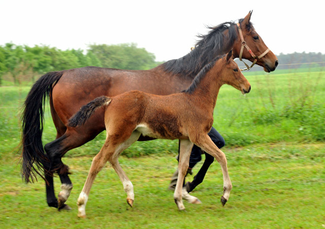 Kabriola - Trakehner Filly by Freudenfest out of Karalina by. Exclusiv - copyright Beate Langels, Trakehner Gestt Hmelschenburg