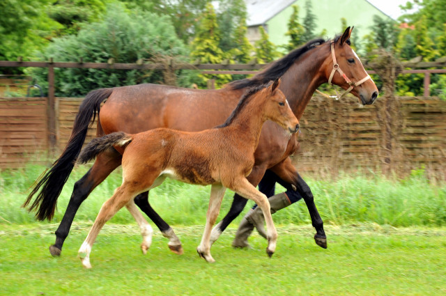 Kabriola - Trakehner Stutfohlen  von Freudenfest u.d. Karalina v. Exclusiv - copyright Beate Langels, Trakehner Gestt Hmelschenburg