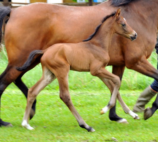  Trakehner Colt by Exclusiv out of Schwalbenfee by Freudenfest - Foto: Beate Langels