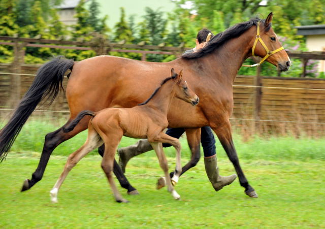  Trakehner Colt by Exclusiv out of Schwalbenfee by Freudenfest - Foto: Beate Langels