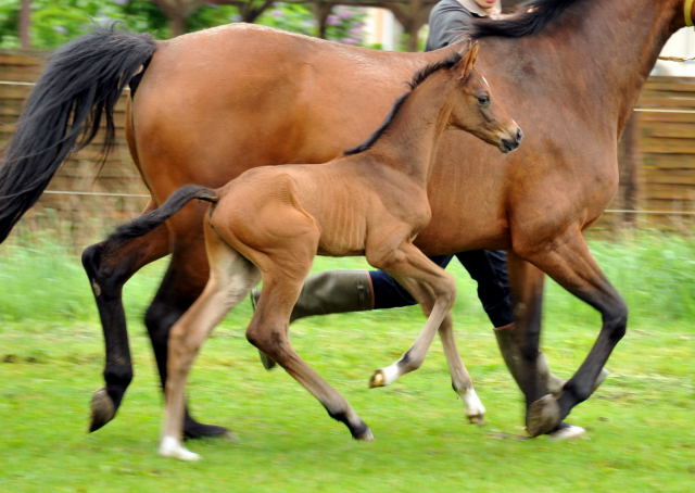  Trakehner Hengstfohlen von Exclusiv u.d. Schwalbenfee v. Freudenfest - Foto: Beate Langels