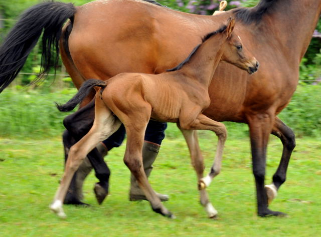  Trakehner Hengstfohlen von Exclusiv u.d. Schwalbenfee v. Freudenfest - Foto: Beate Langels