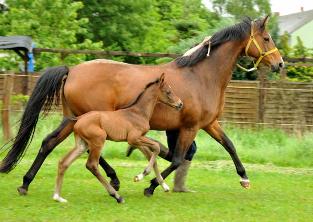  Trakehner Colt by Exclusiv out of Schwalbenfee by Freudenfest - Foto: Beate Langels