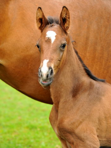  Trakehner Colt by Exclusiv out of Schwalbenfee by Freudenfest - Foto: Beate Langels