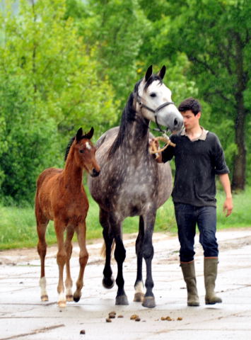 Trakehner Filly by Oliver Twist out of Teatime by Summertime - copyright Beate Langels, Trakehner Gestt Hmelschenburg