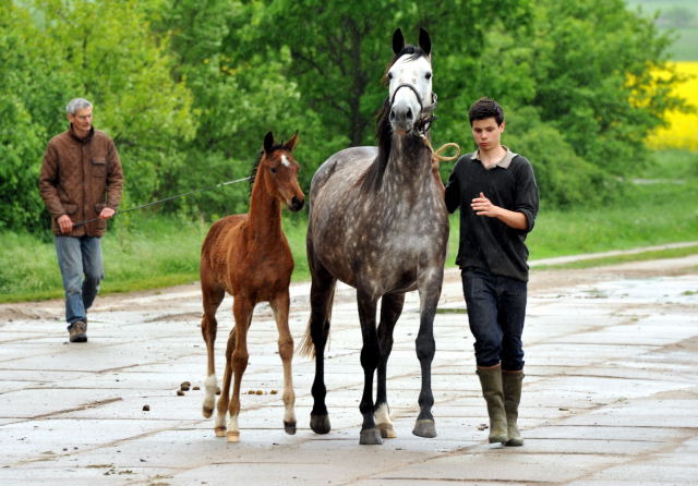 Trakehner Filly by Oliver Twist out of Teatime by Summertime - copyright Beate Langels, Trakehner Gestt Hmelschenburg