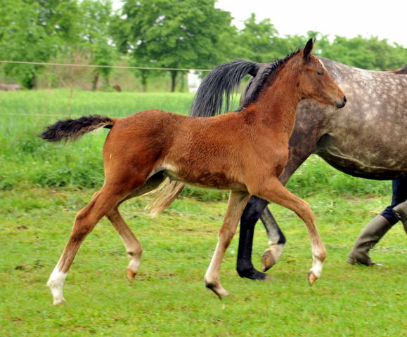 Stutfohlen von Oliver Twist u.d. Teatime v. Summertime - copyright Beate Langels, Trakehner Gestt Hmelschenburg