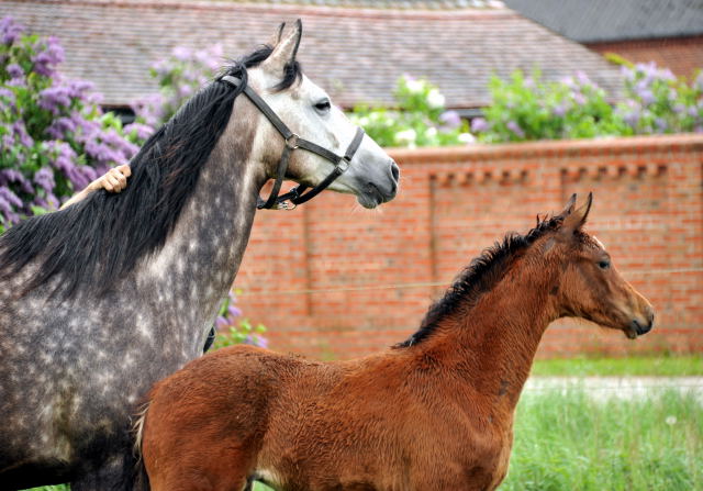 Trakehner Filly by Oliver Twist out of Teatime by Summertime - copyright Beate Langels, Trakehner Gestt Hmelschenburg